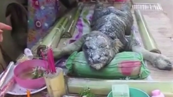 بالفيديو..ولادة مخلوق نصفه عجل جاموس والنصف الآخر تمساح بتايلاند   