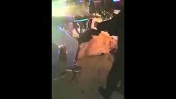 بالفيديو.. بقرة سائبة تتسبب في شلل مروري بالكويت بالفيديو.. بقرة سائبة تتسبب في شلل مروري بالكويت