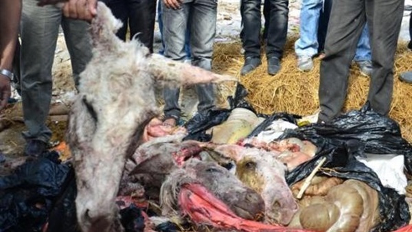 العثور على 38 حمارًا مذبوحًا بالبحيرة العثور على 38 حمارًا مذبوحًا بالبحيرة