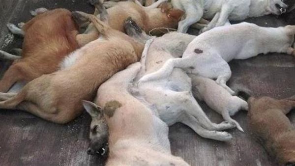 إعدام 600 كلب ضال بالدقهلية 