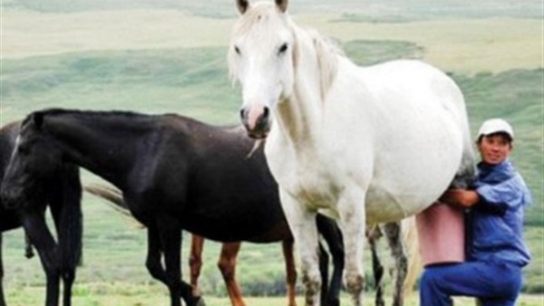 كازاخستان تستخدم«حليب خيل مجفف» بديلًا لـ«النفط» كازاخستان تستخدم«حليب خيل مجفف» بديلًا لـ«النفط»