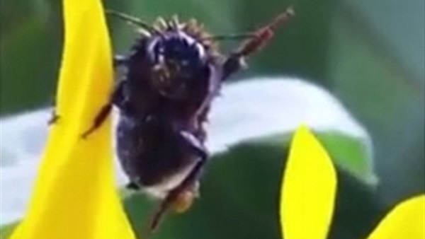 بالفيديو.. رد فعل «نحلة» لرجل أنقذها من دلو مياه