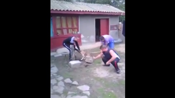 بالفيديو.. شباب يقطعون ذيل كلب بالفأس  