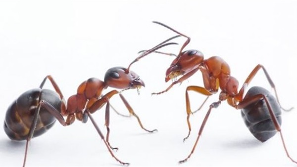 دراسة تكشف الفارق بين النملة "الجندي" و"العاملة"