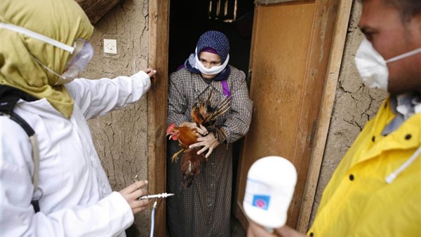 ارتفاع حالات الإصابة «بأنفلونزا الطيور» لـ36 شخصا بالبحيرة ارتفاع حالات الإصابة «بأنفلونزا الطيور» لـ36 شخصا بالبحيرة