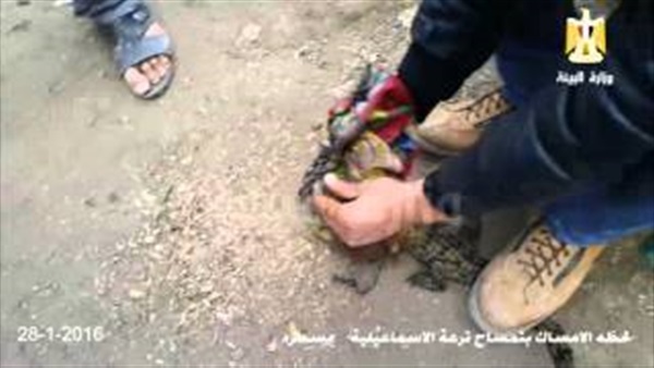 بالفيديو.. إيداع تمساح الإسماعيلية بحديقة حيوان الجيزة