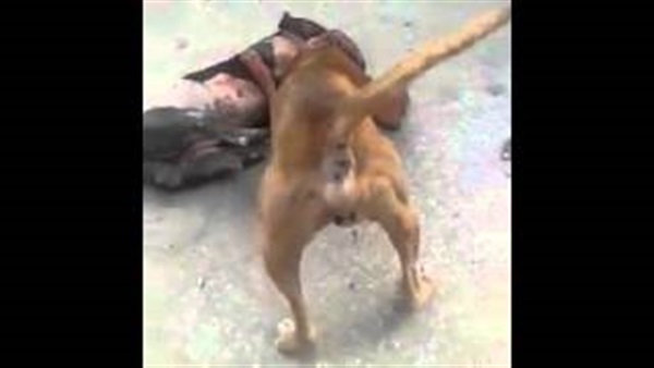 بالفيديو.. مصارعة حرة بين كلبين في شوارع المنصورة 