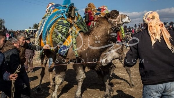 بالصور.. تقاليد في تركيا «مصارعة الجمال»  بالصور.. تقاليد في تركيا «مصارعة الجمال»
