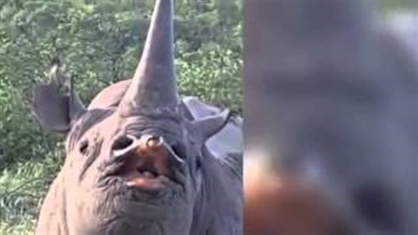 بالفيديو.. لحظات رائعة في حياة "وحيد القرن" بأفريقيا