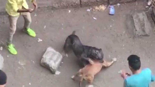 نشطاء يدشنون هاشتاج "ضد مصارعة الكلاب" على "فيس بوك" 