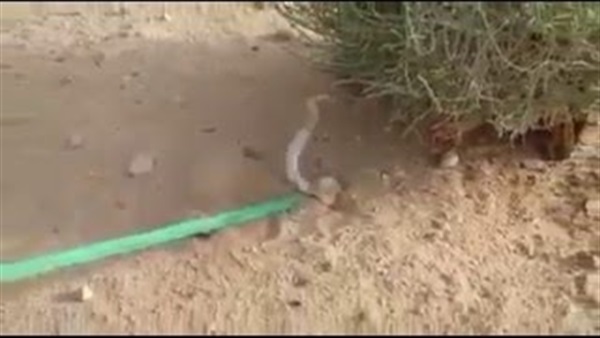 بالفيديو.. ثعبان يدهش الجميع ببراعة اختفائه بالرمال بالفيديو.. ثعبان يدهش الجميع ببراعة اختفائه بالرمال