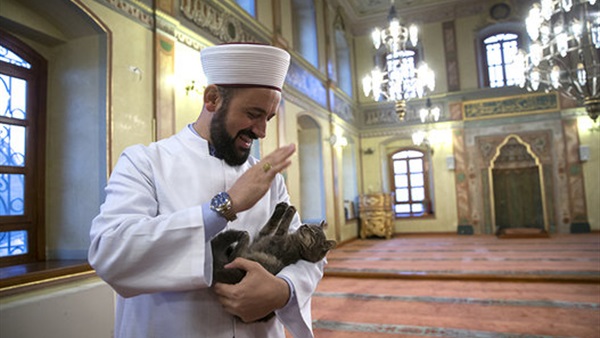 بالصور.. الإمام «صديق القطط» يشعل مواقع التواصل بالصور.. الإمام «صديق القطط» يشعل مواقع التواصل