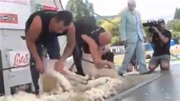 بالفيديو.. أسرع «حلاق خرفان» في العالم بالفيديو.. أسرع «حلاق خرفان» في العالم