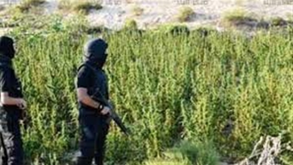 ضبط فلاح بحوزتة 75 شجرة بانجو بأسيوط ضبط فلاح بحوزتة 75 شجرة بانجو بأسيوط