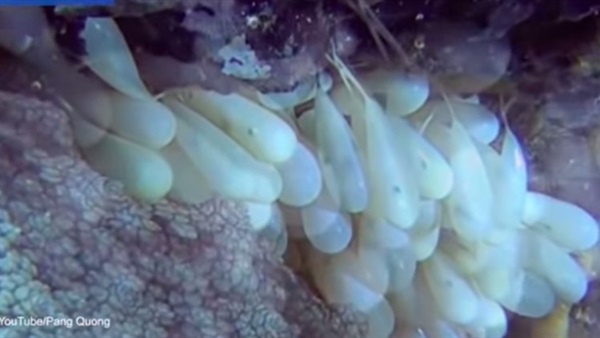 بالفيديو.. شاهد كيف يفقس بيض الأخطبوط  