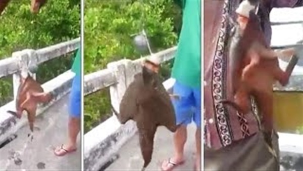 بالفيديو.. صياد يعثر على مخلوق غريب