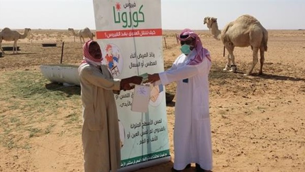 السعودية تعلن 85% من الإبل حاملة لفيروس «كورونا»