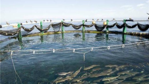 سويسرا تطلق مشروعا لتحسين الاستزراع السمكي في مصر