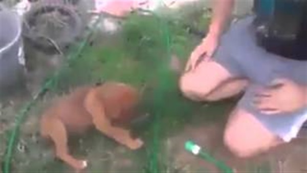 بالفيديو.. التظاهر بالموت وسيلة كلب للهروب من الاستحمام