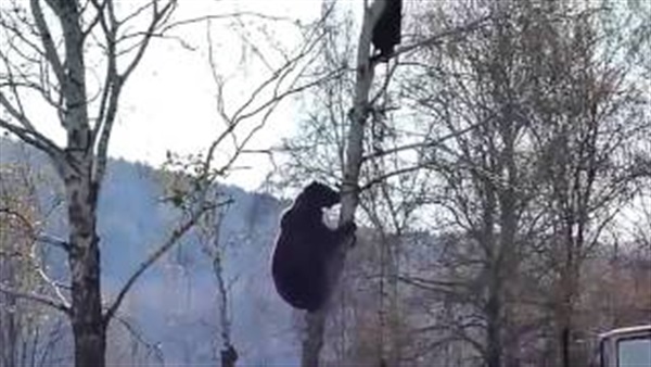 بالفيديو.. الخوف يجبر روسي على تسلق شجرة 