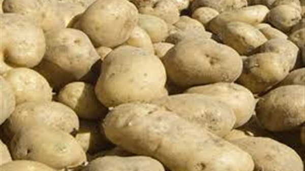 الزراعة: اللجنة الفنية أثبتت خلو تقاوي ‏البطاطس المستوردة من الأعفان