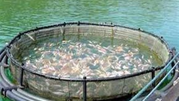 المركزي للإحصاء: 1.9% ارتفاعًا في الإنتاج السمكي بعام 2014