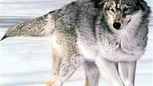البيئة تقاضي مسؤولين إتحاديين بشأن «الذئب الرمادي»