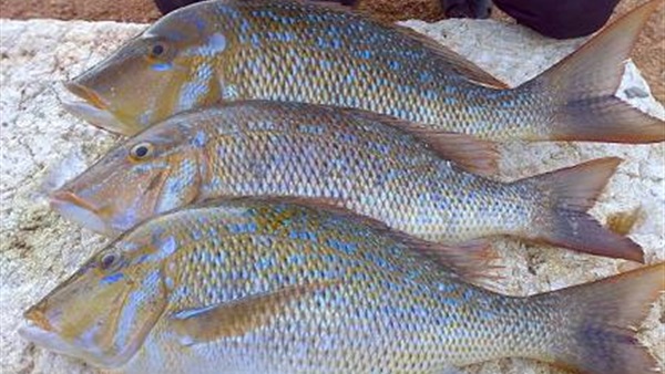 مبادرة لوقف صيد سمكة الشعور بالبحر الأحمر 