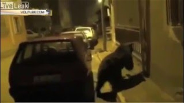 بالفيديو.. الشرطة التركية تسيطر على دب يثير الفذع بالشوارع بالفيديو.. الشرطة التركية تسيطر على دب يثير الفذع بالشوارع