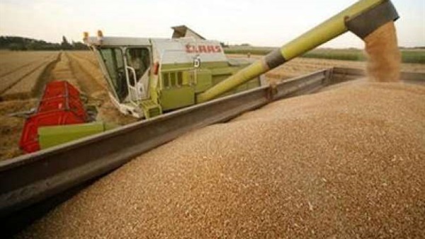 هبوط أسعار تصدير القمح الروسي 