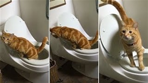 بالفيديو.. قطة ذكية تستخدم «المرحاض» مثل البشر