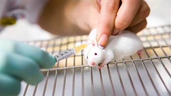 "فئران ذكرية" قابلة للإخصاب دون الكروموزوم "واي"