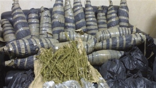 جمارك بورسعيد تحبط محاولة تهريب طن بانجو جمارك بورسعيد تحبط محاولة تهريب طن بانجو