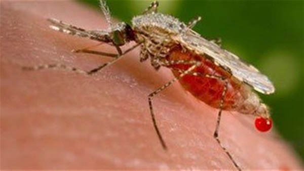 الصين ترصد أول إصابة بفيروس «زيكا»