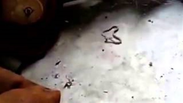 بالفيديو.. عنكبوت يحاصرعددا من الثعابين في شباكه