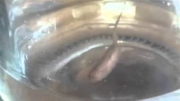 بالفيديو.. مخلوق غريب يخرج من «حنفية المياه» 