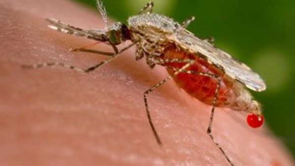 الصين تكثف الوقاية من فيروس «زيكا»