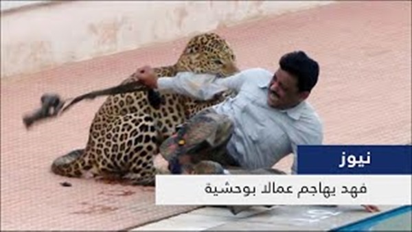 ​بالفيديو.. فهد يأكل ذراع عامل في هجوم وحشي