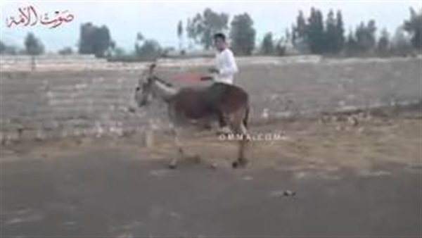 بالفيديو.. طفل الدقهلية ينافس سباقات الخيول العربية بـ«حمار»