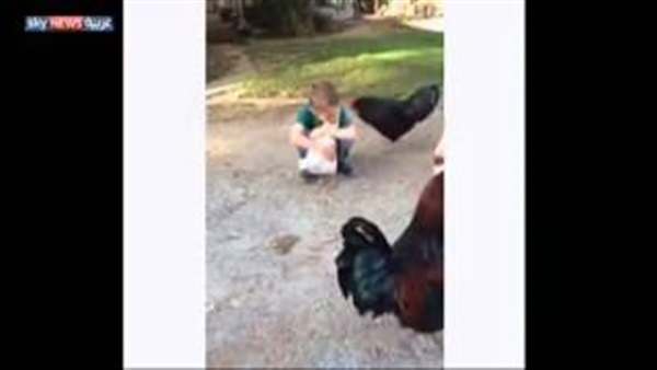 بالفيديو.. ديك يُغار على دجاجة في حُضن طفل