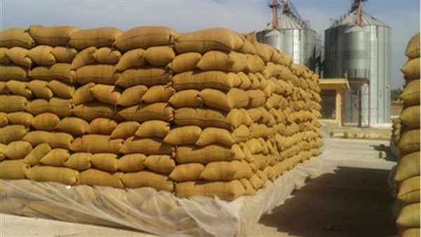 ضبط 2490 طن قمح محلي به حشرات في البحيرة  ضبط 2490 طن قمح محلي به حشرات في البحيرة