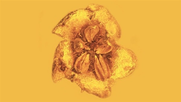 العثور على زهرة سامة عمرها 20 مليون سنة
