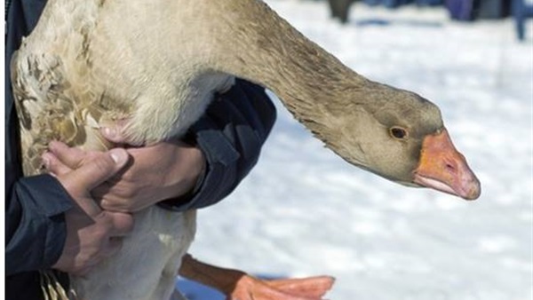 بالصور..عادات وتقاليد أوروبية في تعذيب الحيوانات