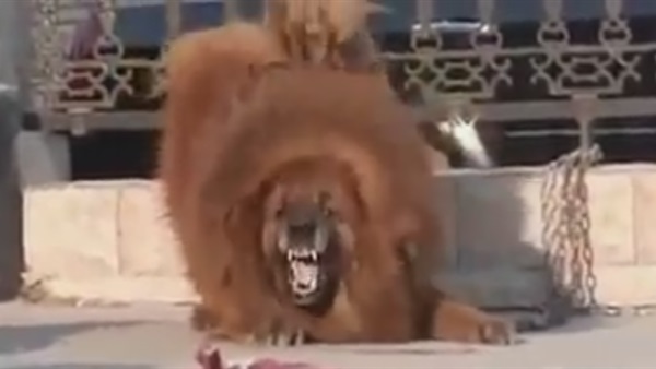 بالفيديو.. كلب تبتيان ماستيف يصل سعره لـ1500000دولار