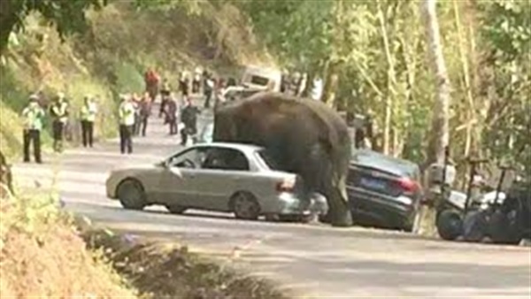بالفيديو.. «فيل» يتسبب في تهشم 15 سيارة بالصين