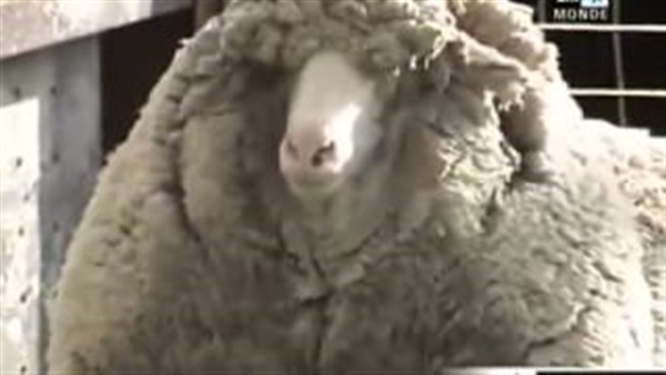 بالفيديو.. خروف لم يقص صوفه طول عمره