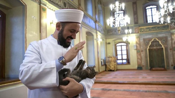 بالصور.. إمام مسجد يرعى القطط في تركيا
