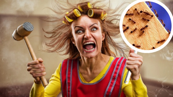 5 طرق لحل مشكلة النمل نهائيًا 5 طرق لحل مشكلة النمل نهائيًا