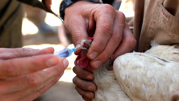 «بيطري الأقصر»: سلبية عينات الطيور من الإصابة بفيروسات