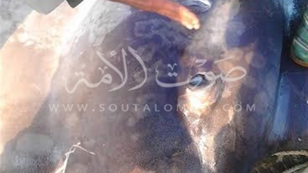 بالصور.. صياد مصري ينجح في اصطياد سمكة عملاقة بالبحيرة بالصور.. صياد مصري ينجح في اصطياد سمكة عملاقة بالبحيرة